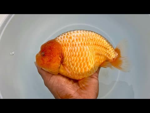 Thumbnail Video