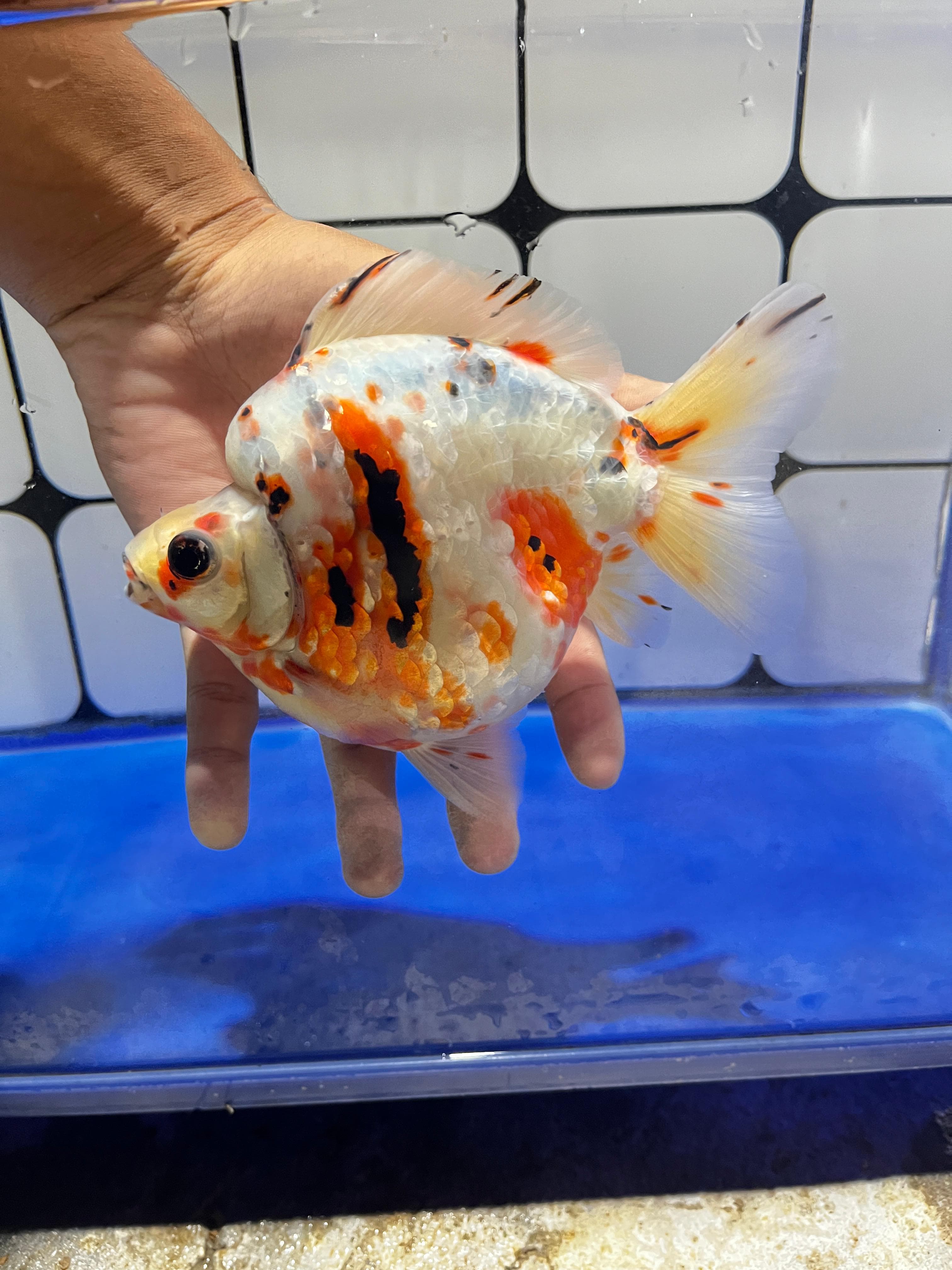 skun01 Ryukin Blue Metalik