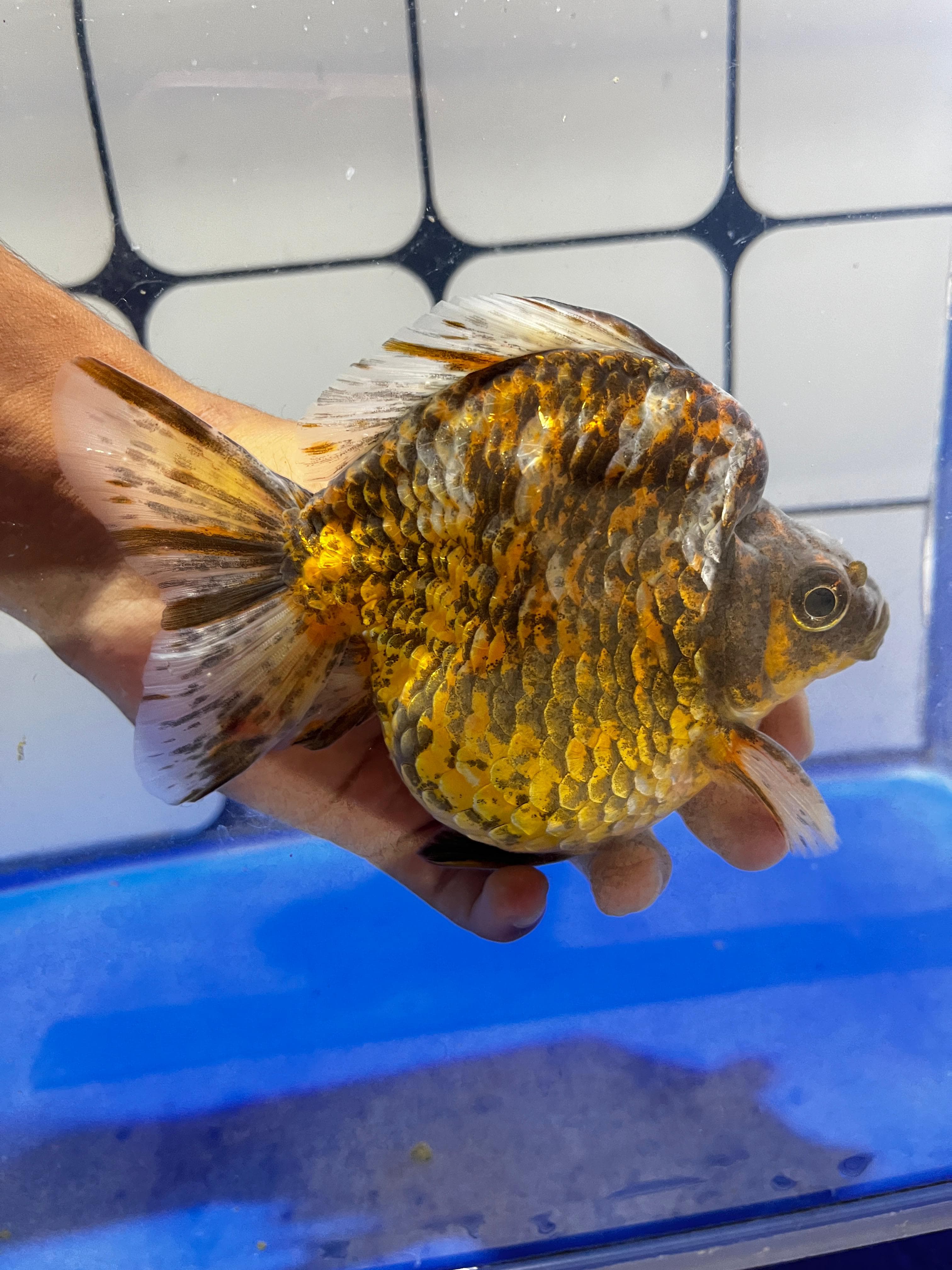 skun2 Ryukin Coklat Tiger Metalik