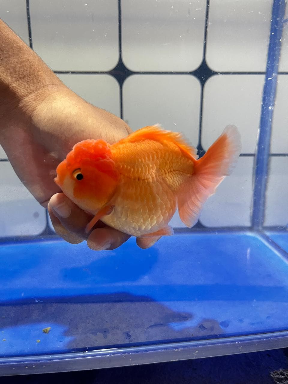 skua04 Oranda 0range