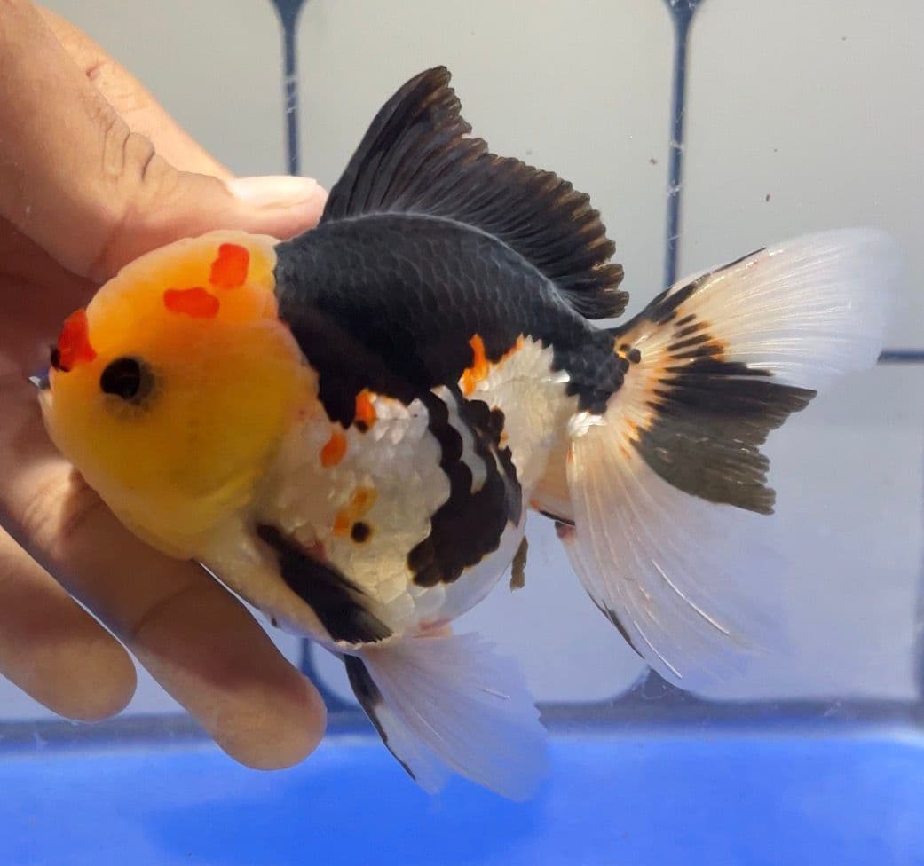 skua05 Oranda Trecolor