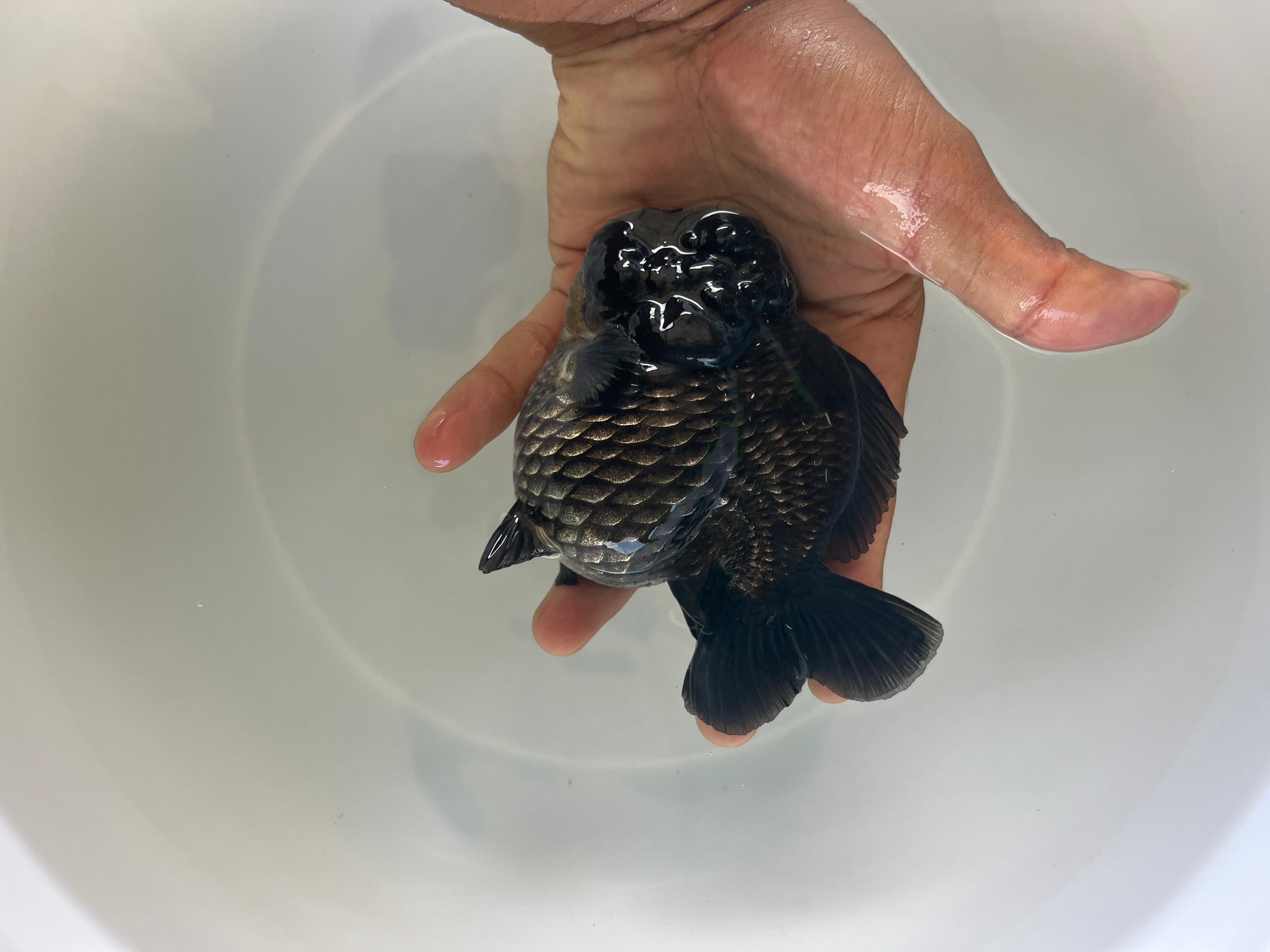 sku 1 Ost Black