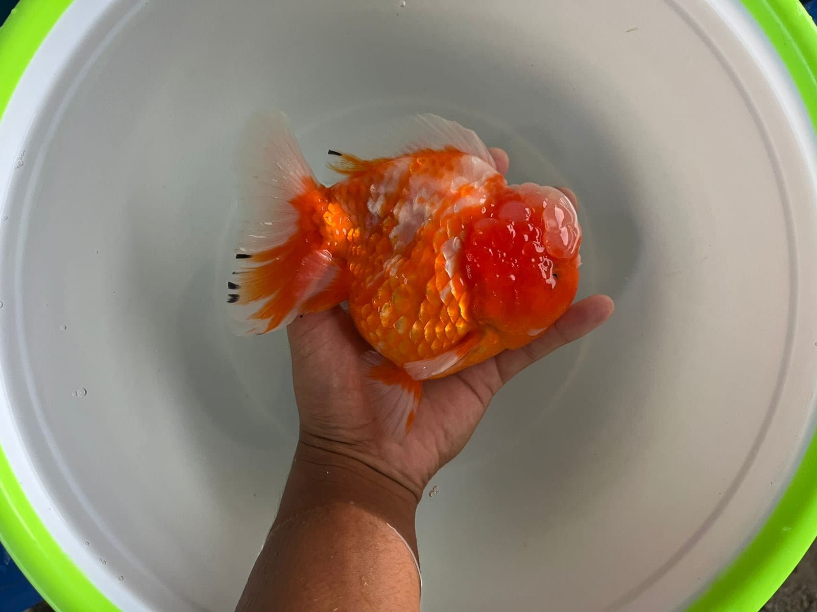 SKU 3 ORANDA SAKURA