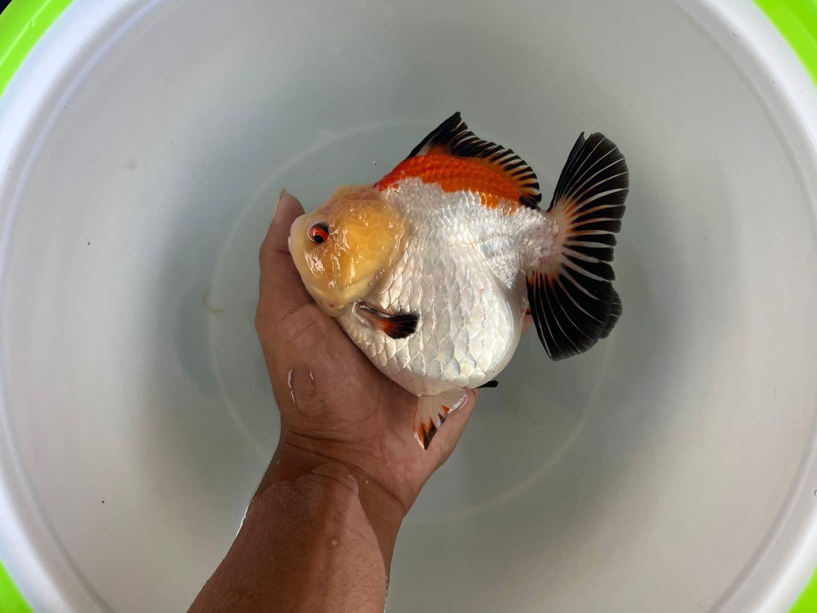 Oranda trecolor Betina size 14cm
