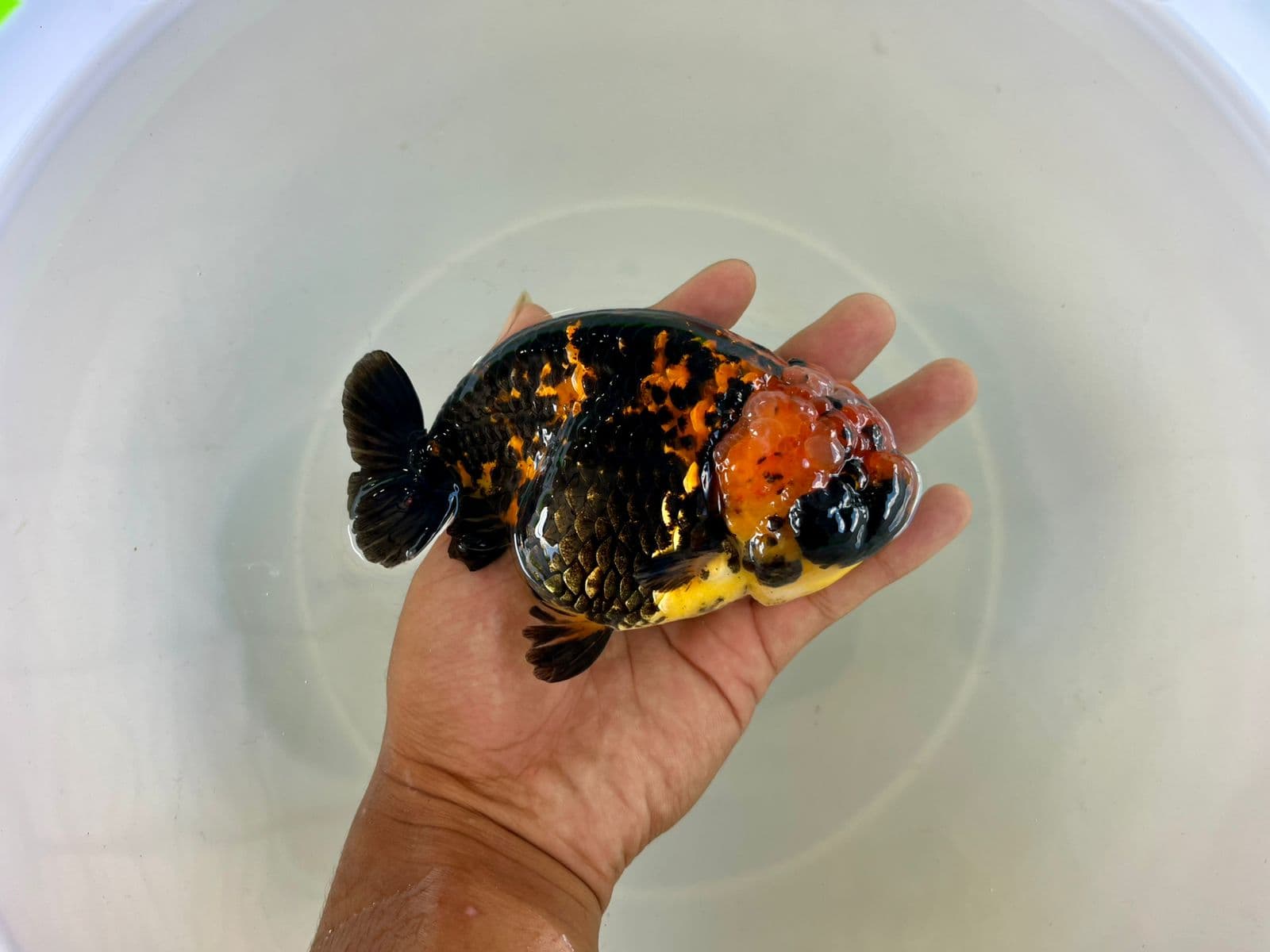 Ranchu tiny tail Tiger 13 cm betina