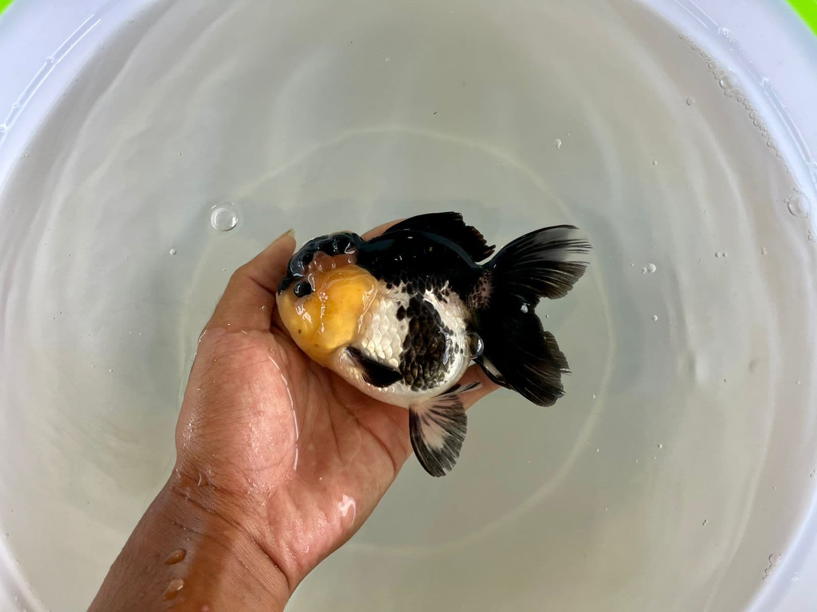 Oranda panda betina size 12cm