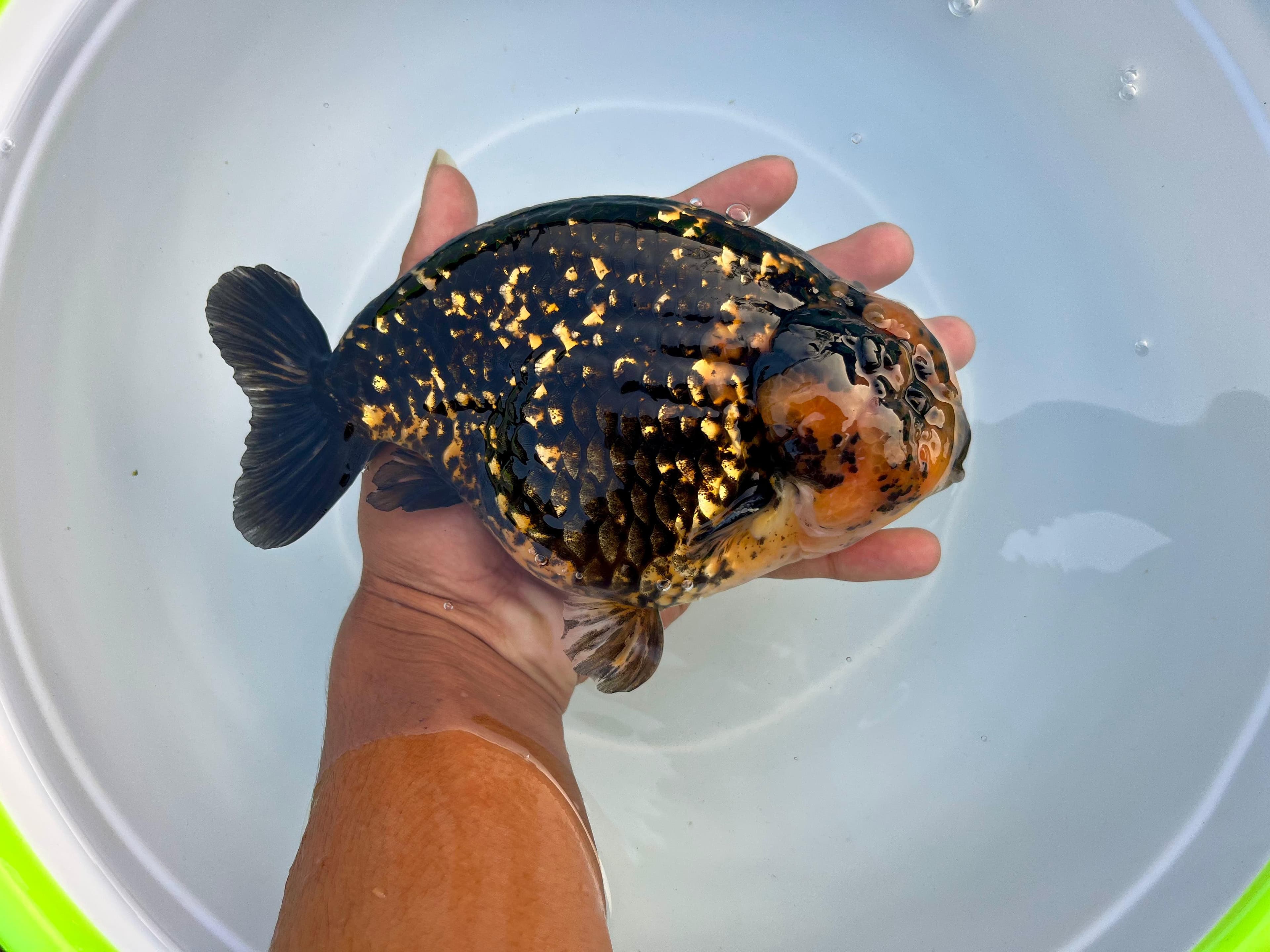 Ranchu tiger Size 17,5 jantan