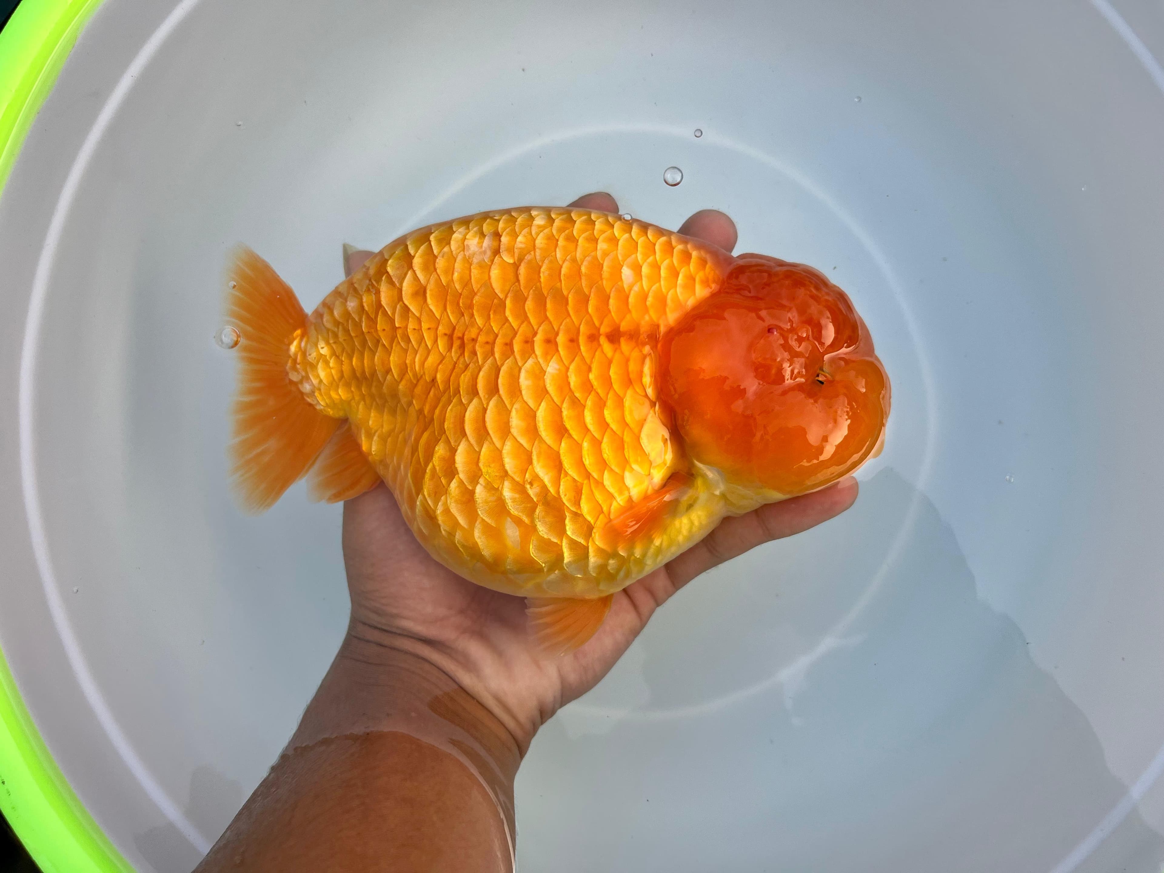 Ranchu oren size 16,5 jantan