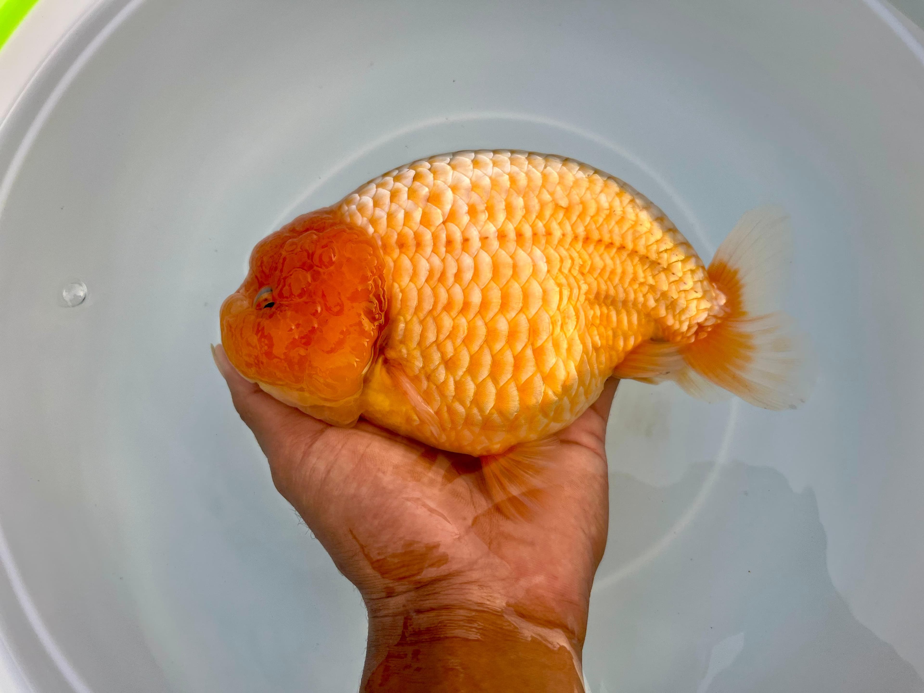 Ranchu kuning muda jantan size 17cm