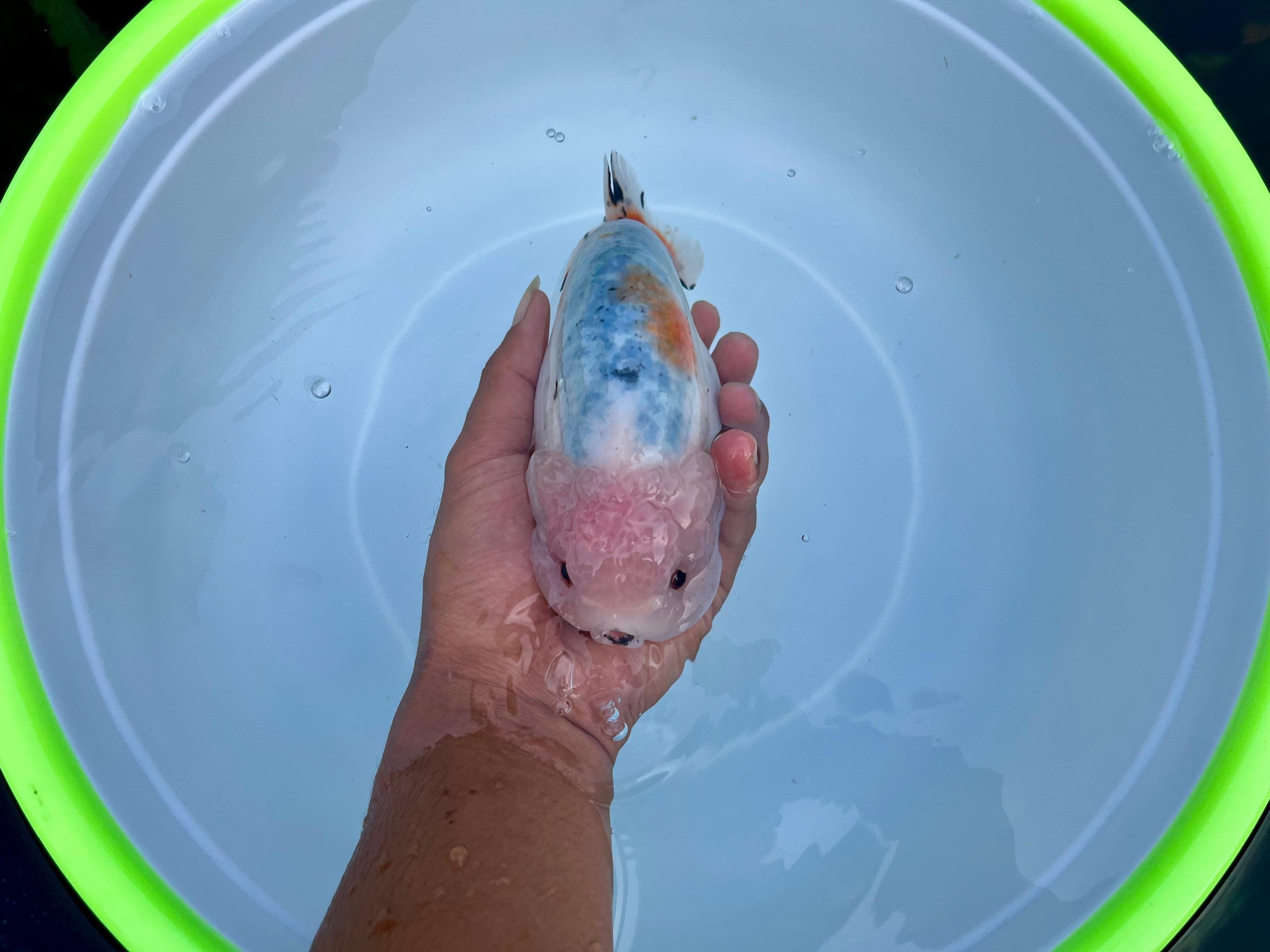 Ranchu blue white 14cm jantan