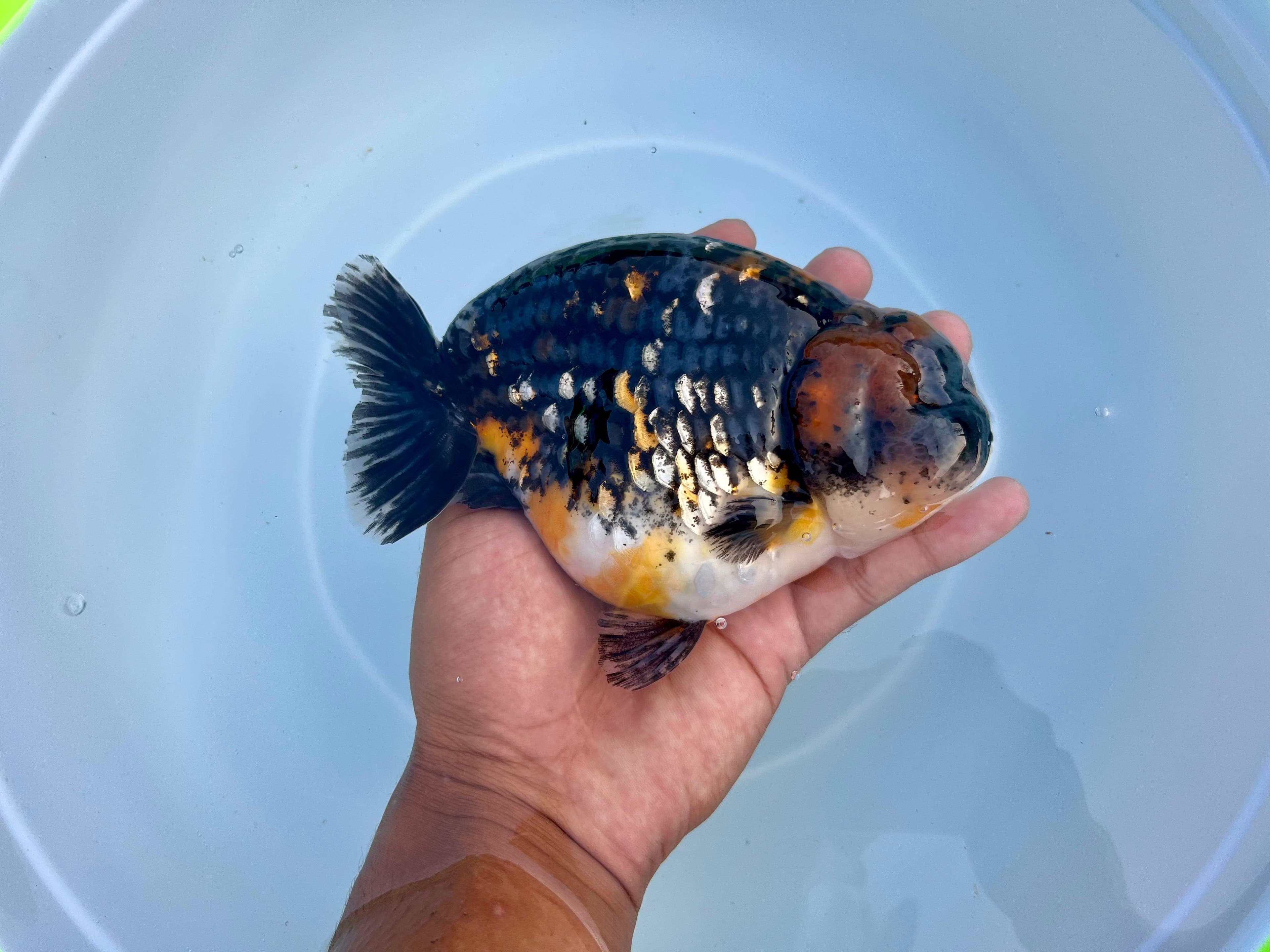 Ranchu calico metalik 14cm jantan