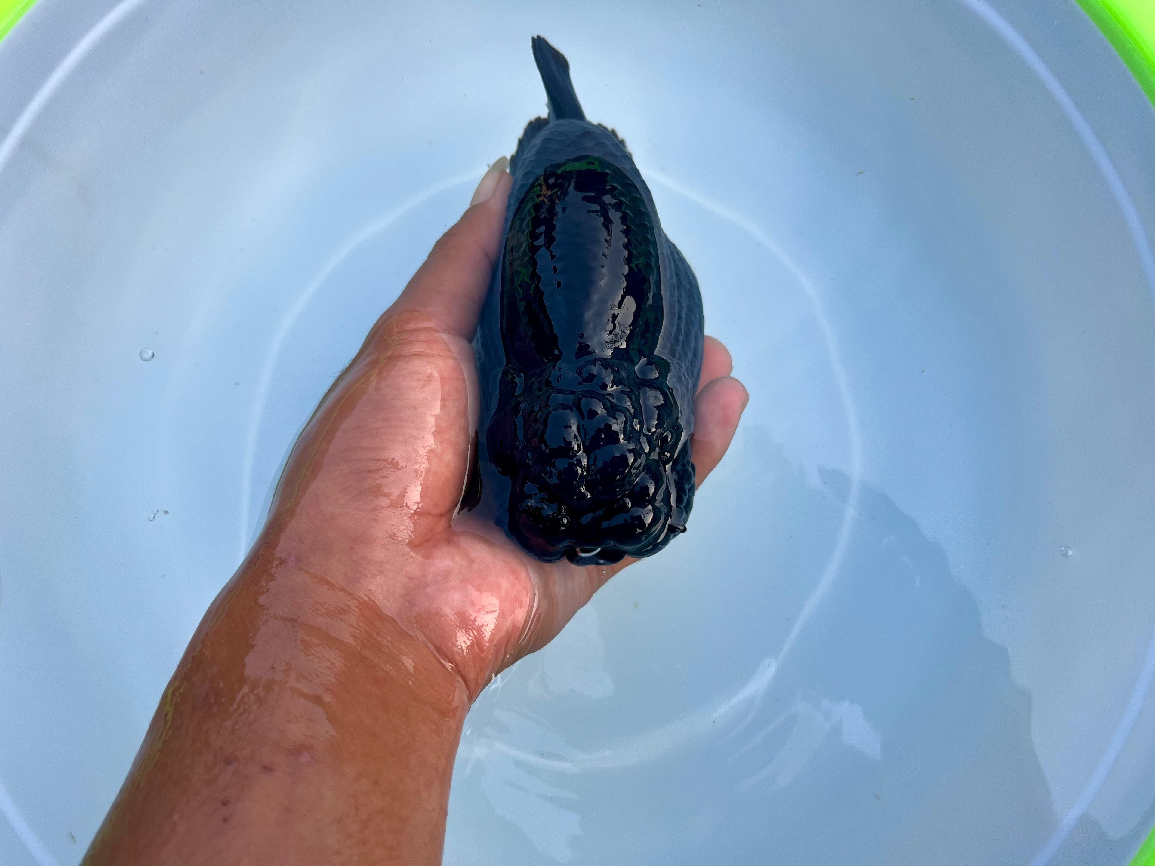 Ranchu Black | 14cm | Betina