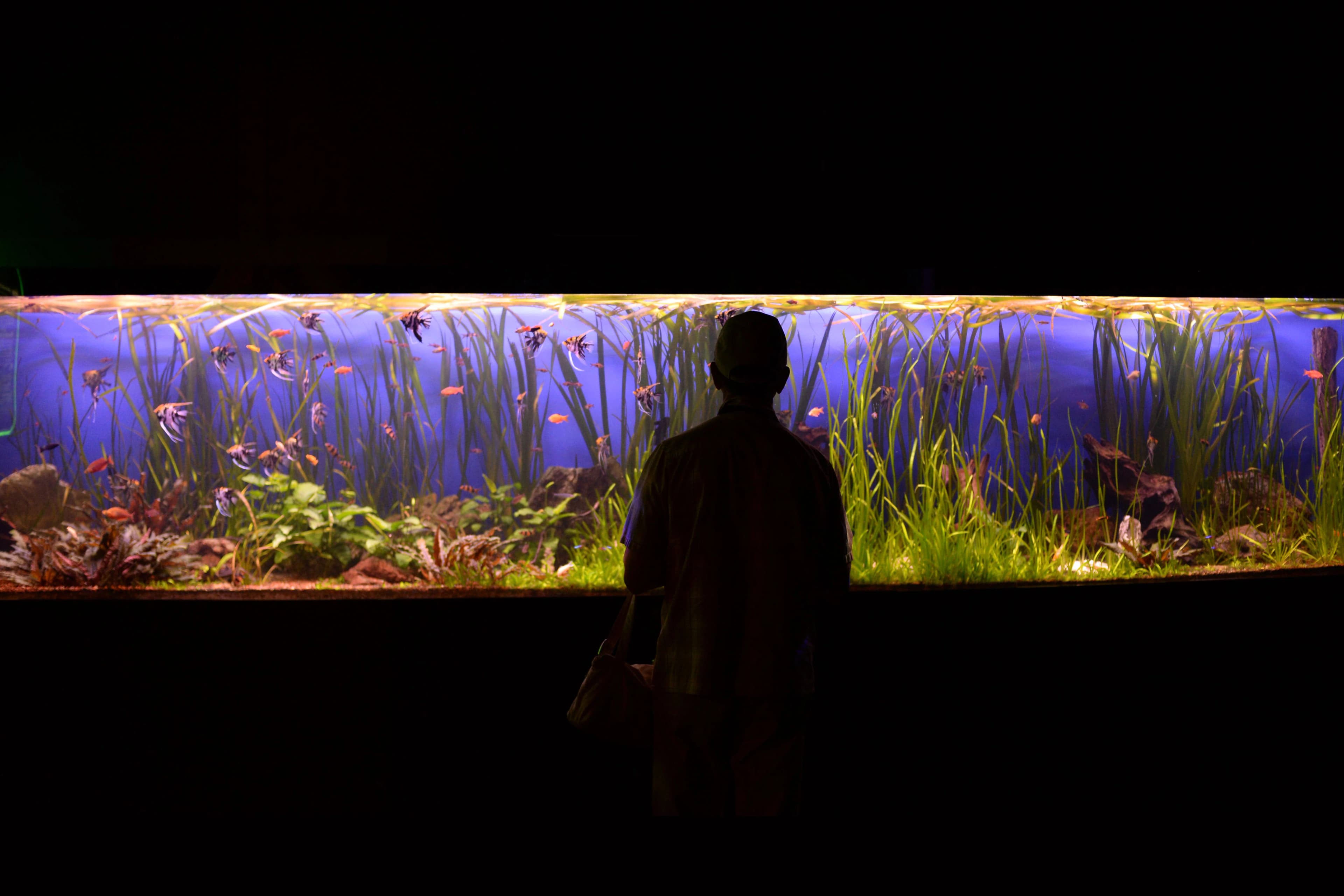 Goldfish enthusiast taking care of aquarium