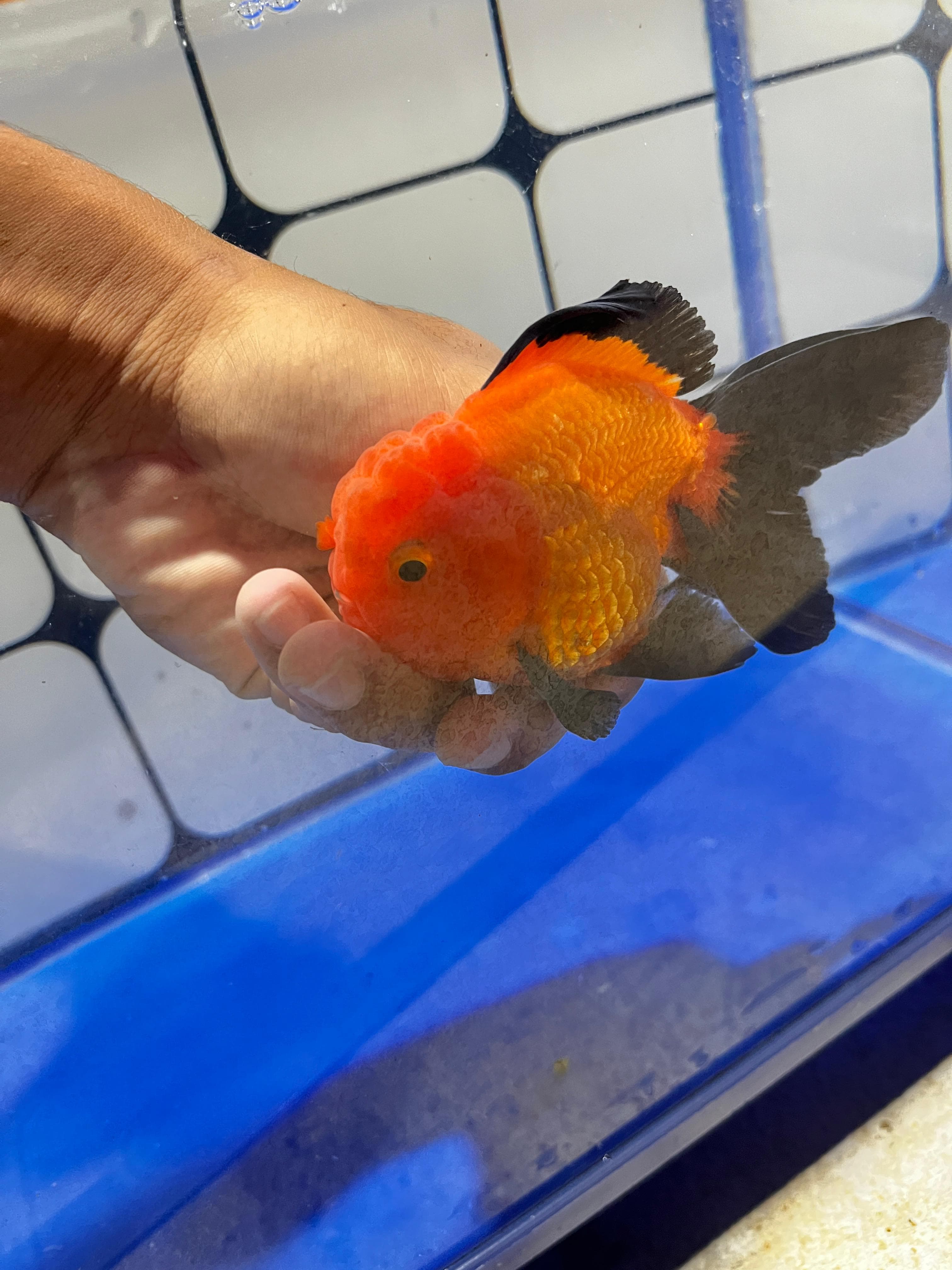 skua02 Oranda Black Gold